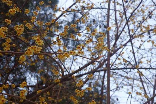 雨水降，萬物蘇(圖3)